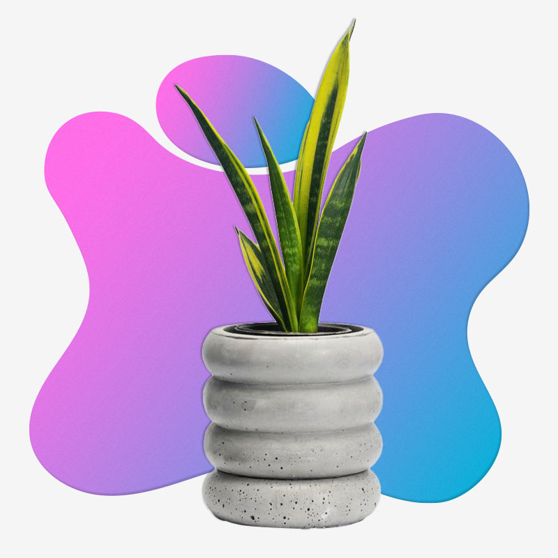 کاشت و پرورش گیاه